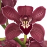 Орхидея Red