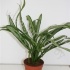Аглаонема Aglaonema Cutlass Аглаонема Aglaonema Cutlass
