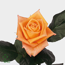 Роза Eldorado
