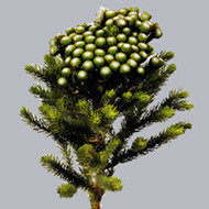 Бруния Brunia Albiflora