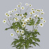 Matrecaria_Single_Vegmo_(Camille).jpg Ромашка Tanacetum Single Vegmo