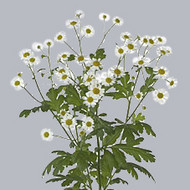 Ромашка Tanacetum Single Vegmo