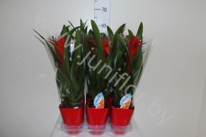 Гузмания Ostara Keramiek