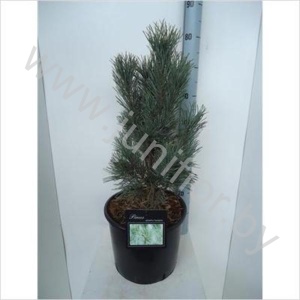 Ель Pinus Fastigiata