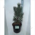 Ель Pinus Fastigiata Ель Pinus Fastigiata