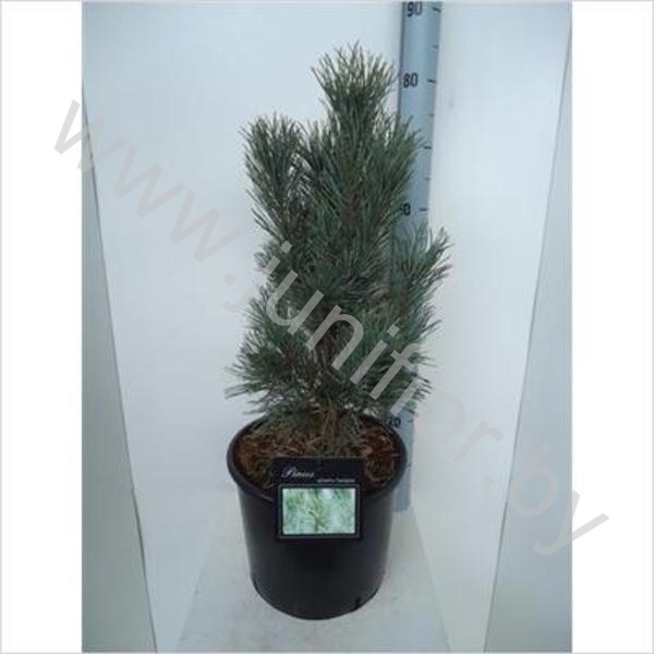 Ель Pinus Fastigiata Ель Pinus Fastigiata