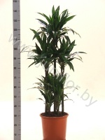 Драцена Dracaena Janet Craig Carrousel