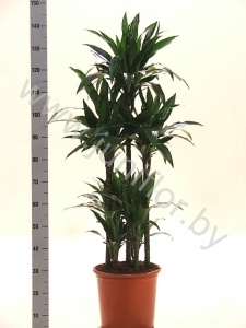 Драцена Dracaena Janet Craig Carrousel