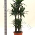 Драцена Dracaena Janet Craig Carrousel Драцена Dracaena Janet Craig Carrousel