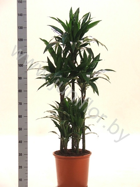 Драцена Dracaena Janet Craig Carrousel