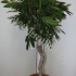 Фикус Ficus Bin Amstel King Spiraal Фикус Ficus Bin Amstel King Spiraal