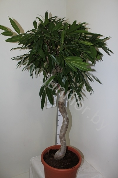 Фикус Ficus Bin Amstel King Spiraal