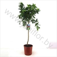 Лимон  Citrus Limon