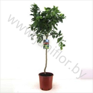 Лимон Citrus Limon