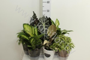 Микс Kamerplant In Houtenpot