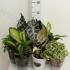 Микс Kamerplant In Houtenpot Микс Kamerplant In Houtenpot