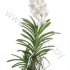 Ванда Orchidee Vanda Tayanee White Ванда Orchidee Vanda Tayanee White