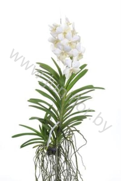 Ванда Orchidee Vanda Tayanee White