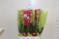 Фаленопсис Phal Mix 1stem So Natural