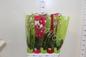 Фаленопсис Phal Mix 1stem So Natural