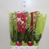 Фаленопсис Phal Mix 1stem So Natural Фаленопсис Phal Mix 1stem So Natural