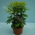 Шеффлера Schefflera Nora 3PP Шеффлера Schefflera Nora 3PP