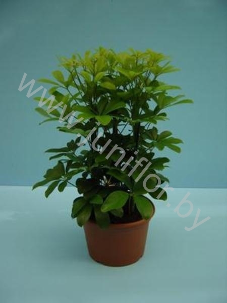 Шеффлера Schefflera Nora 3PP