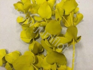 Эвкалипт Синерея Елоу Gr Euc Cinerea p Yellow