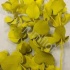 Эвкалипт Синерея Елоу Gr Euc Cinerea p Yellow Эвкалипт Синерея Елоу Gr Euc Cinerea p Yellow