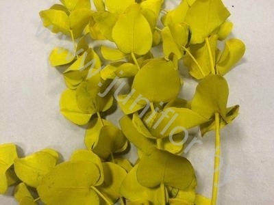 Эвкалипт Синерея Елоу Gr Euc Cinerea p Yellow