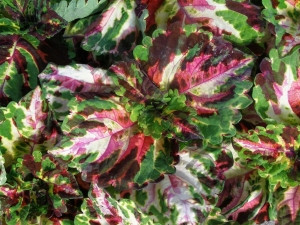 Колеус Coleus Kong Mosaic