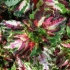 Колеус Coleus Kong Mosaic Колеус Coleus Kong Mosaic