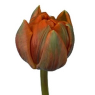 Тюльпан Orange Princess