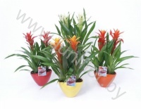 Гузмания Duo In Eileen Pot