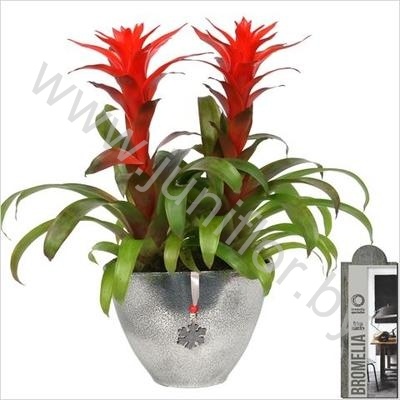 Гузмания Duo In Eileen Pot