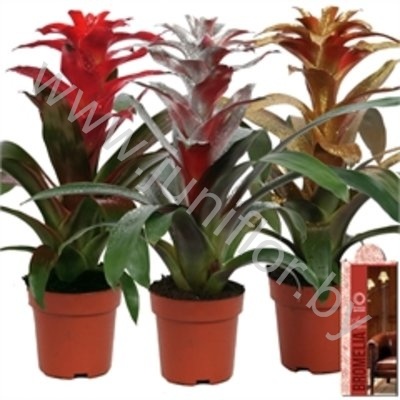 Гузмания Duo In Eileen Pot