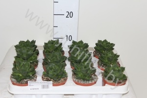 Хавортия Symbiformis