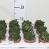 Хавортия Symbiformis