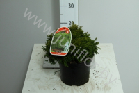 Кипарис Chamaecyparis Nana