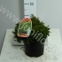 Кипарис Chamaecyparis Nana Кипарис Chamaecyparis Nana