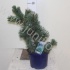 Ель Picea Glauca Ель Picea Glauca