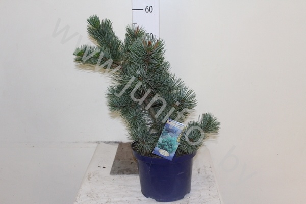 Ель Picea Glauca