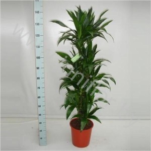Драцена Dracaena Janet Craig Vertakt