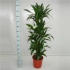 Драцена Dracaena Janet Craig Vertakt Драцена Dracaena Janet Craig Vertakt