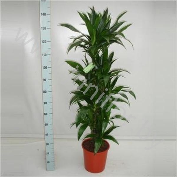 Драцена Dracaena Janet Craig Vertakt