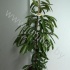 Фикус Ficus Bin Amstel King Фикус Ficus Bin Amstel King