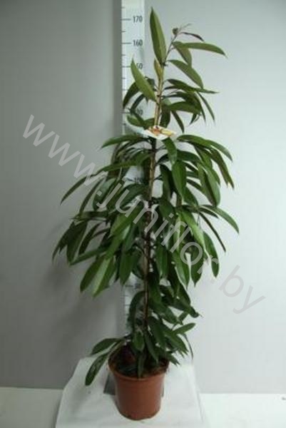 Фикус Ficus Bin Amstel King