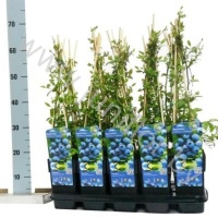 Черника Vaccinium Goldtraube 71