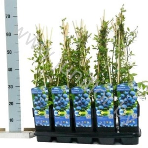 Черника Vaccinium Goldtraube 71