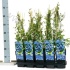 Черника Vaccinium Goldtraube 71 Черника Vaccinium Goldtraube 71